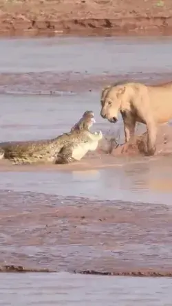 Crocodile attacked by three lions🥶