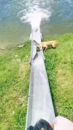 Dog catching the Fishes