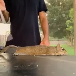Squirrel massage,,😜😜🐿️🐿️

Welcome to the squirrel spa,,,,😜😜

So funny squirrel 😜😜🐿️🐿️🐿️🐿