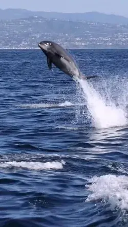 Дельфин 🐬