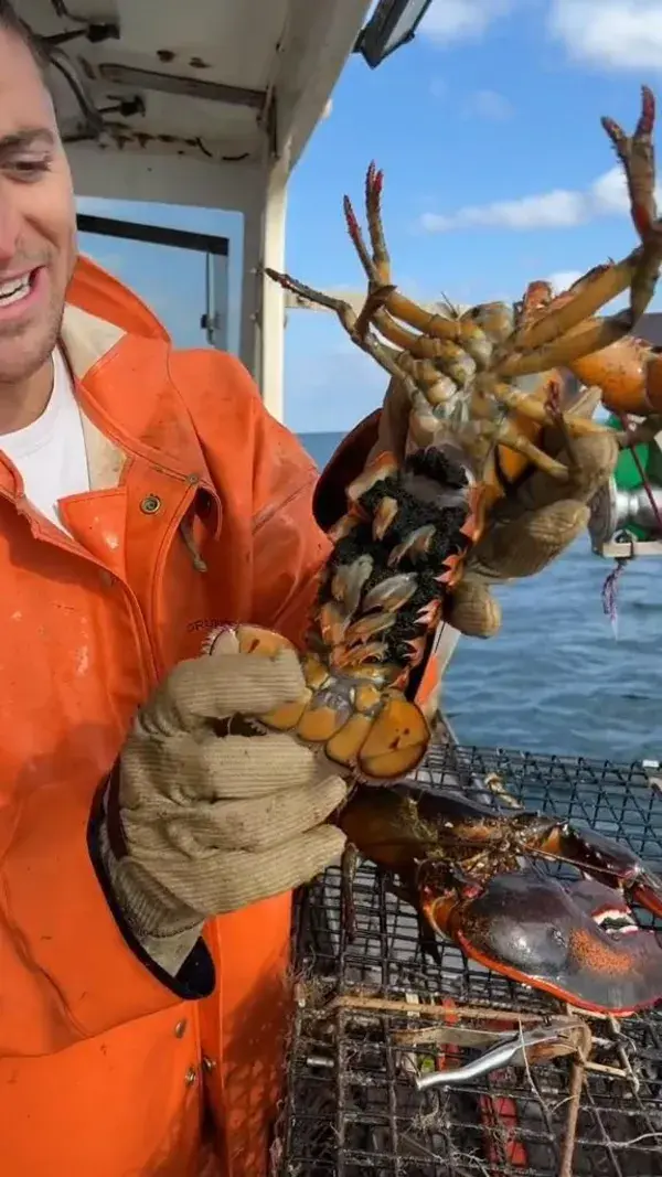 Here are 2 of many things done in Maine to ensure the lobster population is