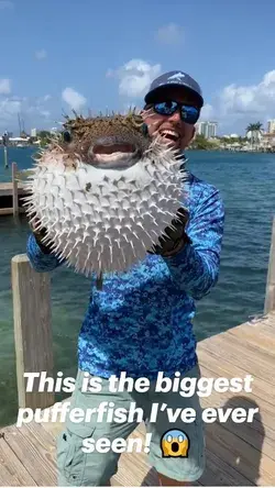 This is the biggest pufferfish I’ve ever seen! 😱