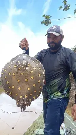 Arraia peixe: tipos, características, reprodução, alimentação, habitat e tipos de iscas!!