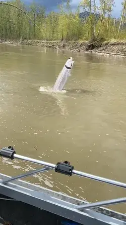 Freshwater acrobatics 🐟🤩