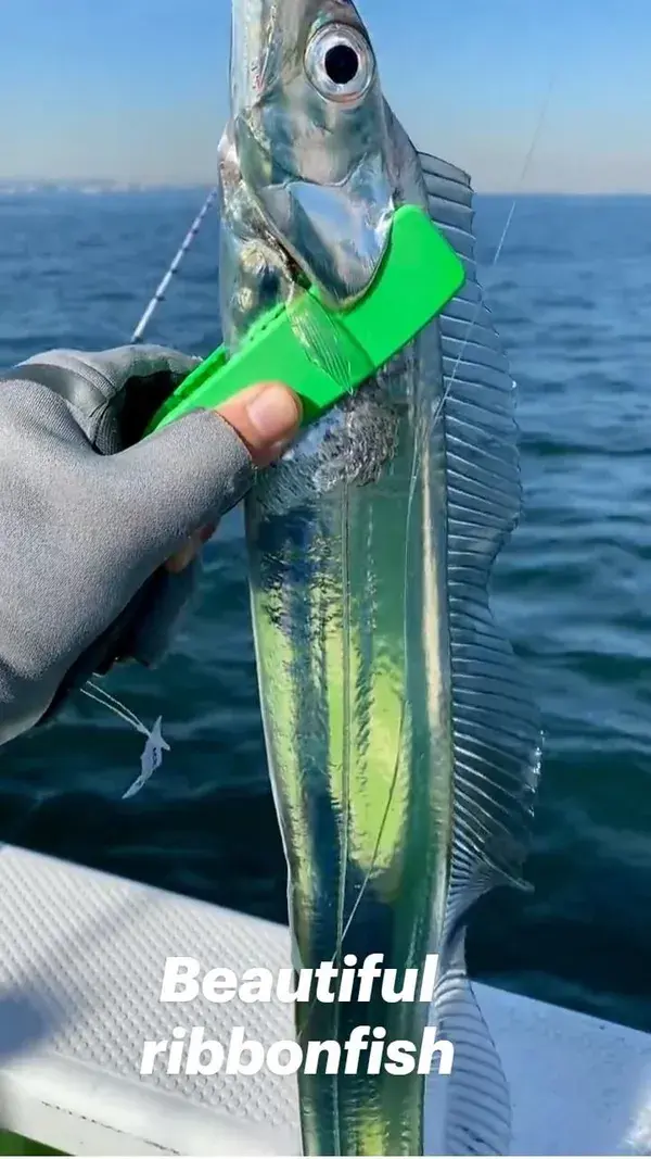 Beautiful ribbonfish