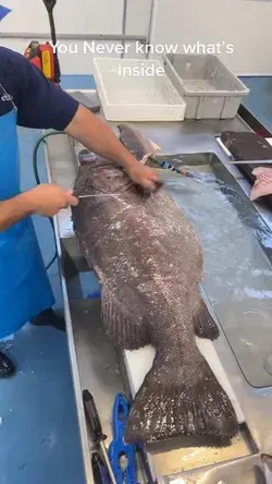 We’re at the fish market with Yorgios who shows us how to fillet a MASSIVE Western Bass 🤯🐟