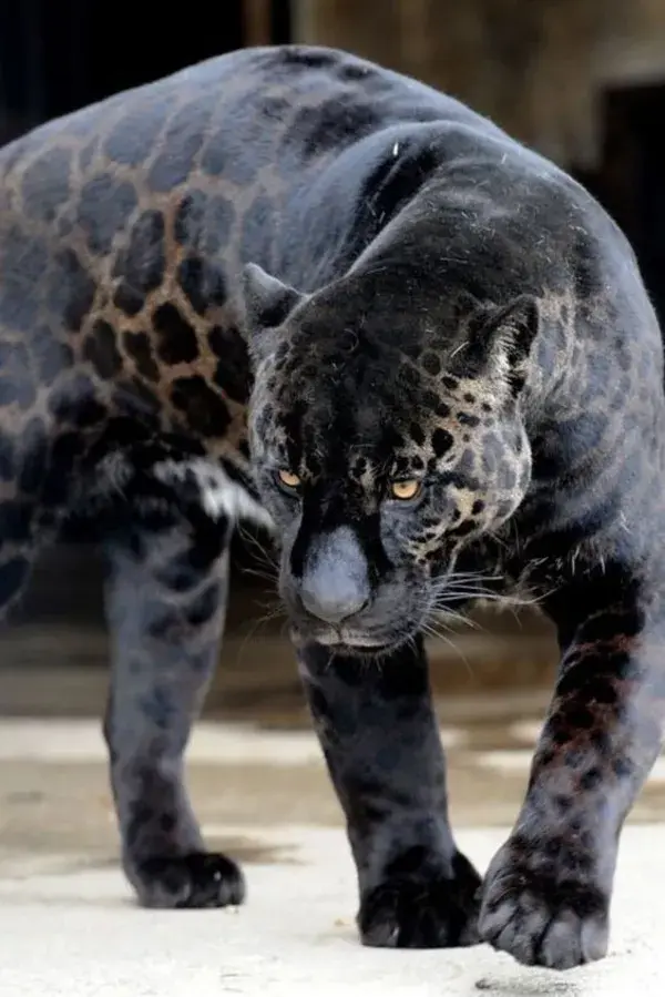 Be Mesmerized by This Panther Pictures and Learn More in Video - Wallpapers Aesthetics Animal Tattoo