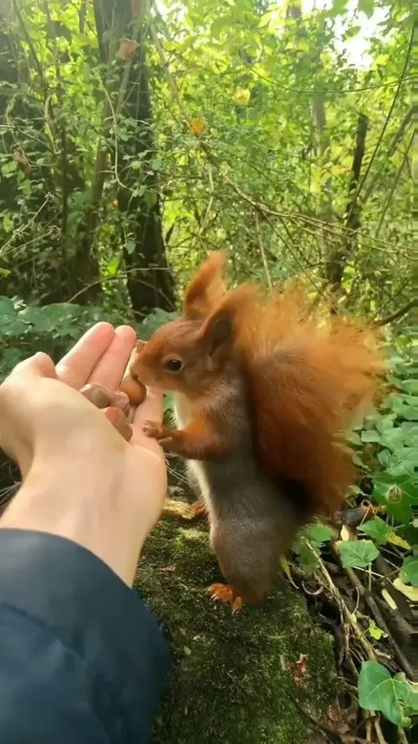 Hungry squirrel eats a nut