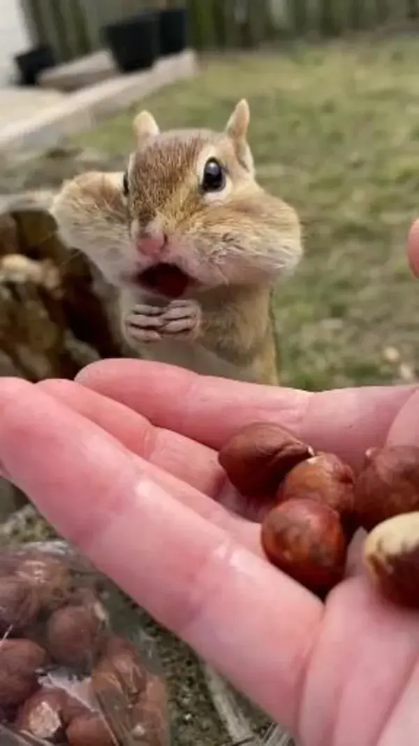 He obeyed the order...😊🐿