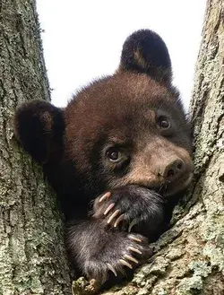 Cute Bear Lovely Animals Animal Protection Environmental Protection