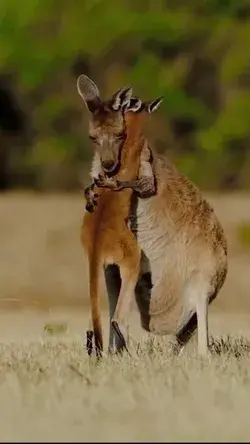 Adorable Kangaroo Family