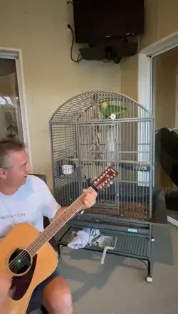 The singing voice on that parrot!