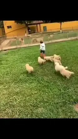 Puppy Attack 😂