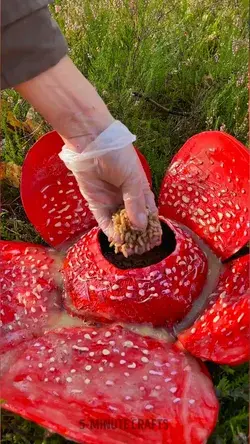 They come in all shapes and sizes! Exotic mushrooms of the mysterious forest!