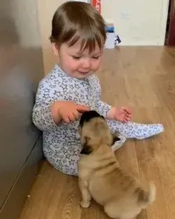 Cuty Baby and Beautiful Dogs