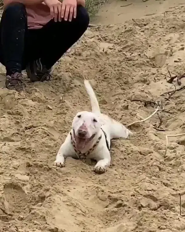 He's an expert at rolling in the dirt.