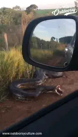 Giant Snake vs Truck