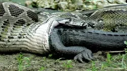 Ce redoutable python avale tout rond un alligator vivant