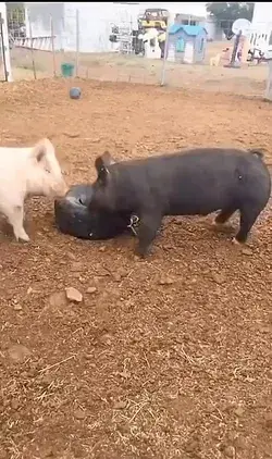 two happy pigs play tyres