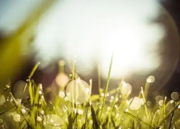 Metal Poster Morning Dew Grass