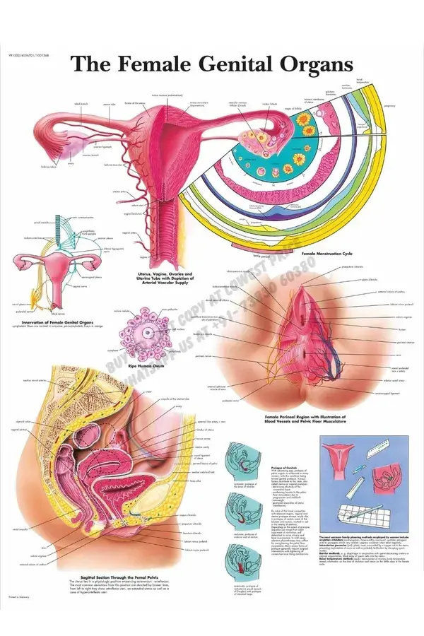 The Female Genital Organs Chart