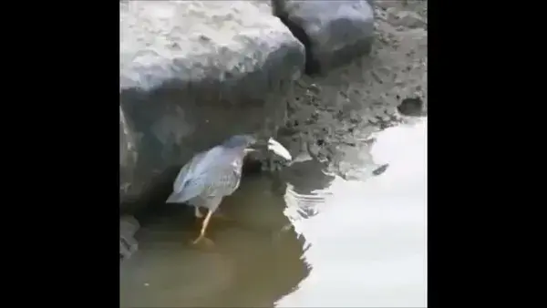 Clever Bird