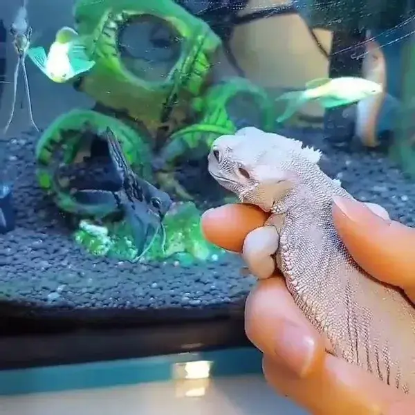 Mommy took me to see grandpa's aquarium