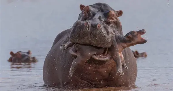 Una pequeña selección de fotos de naturaleza