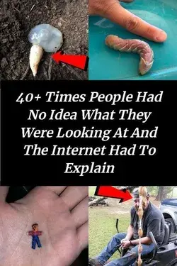 40+ Times People Had No Idea What They Were Looking At And The Internet Had To Explain