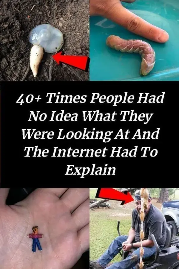 40+ Times People Had No Idea What They Were Looking At And The Internet Had To Explain