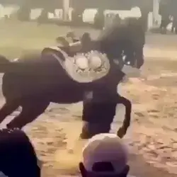 ein Pferd sollte man nicht ärgern  😳🤣😂😂🤣😳