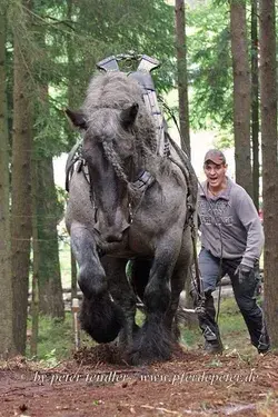 Muscular Horse