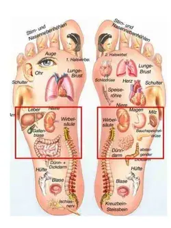 Feet Reflexology Chart