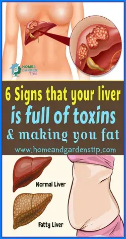 6 Signs That Your Liver is Full of Toxins