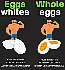 White eggs vs whole eggs