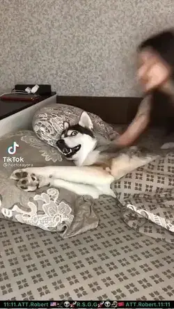 dog : wow .no..