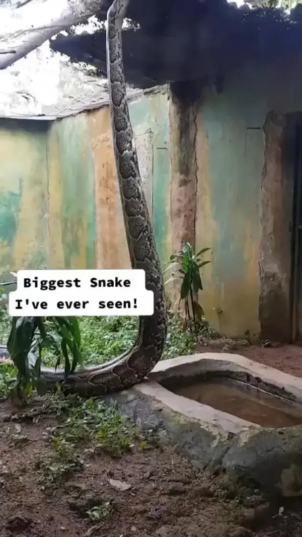 😱 That 🐍 is massive!