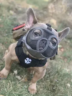 Tactical Frenchie (Ghost Frenchie) 