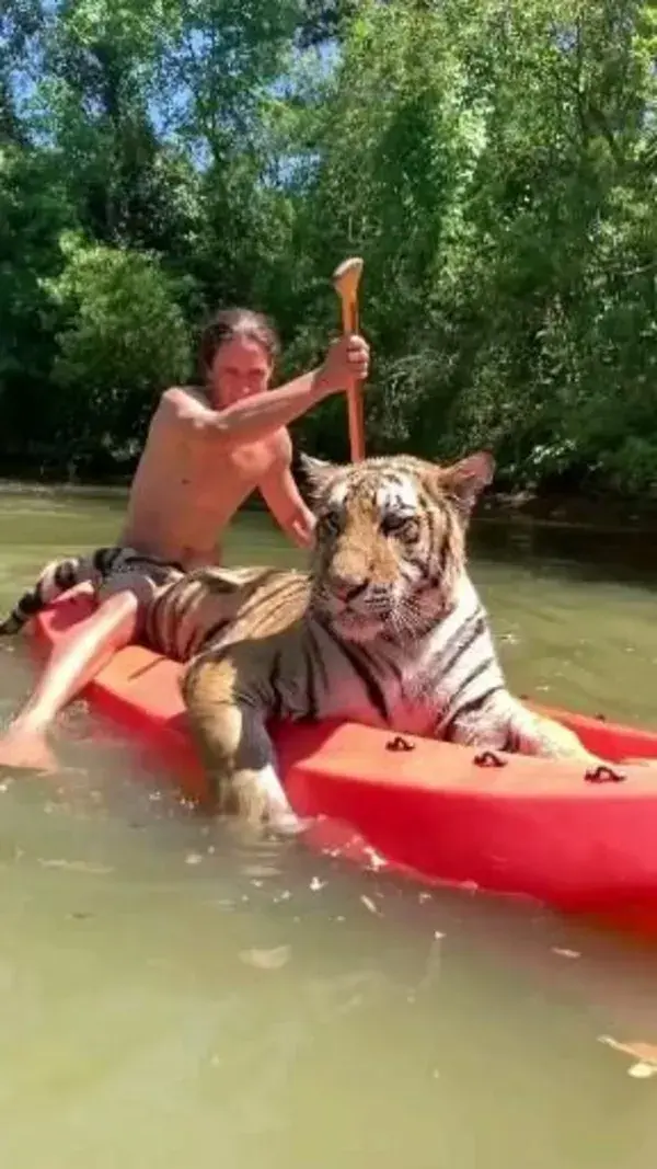 Swimming with tiger🙈👍