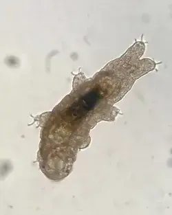 Visible crawling Tardigrades