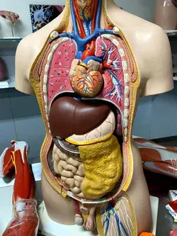 Anatomia