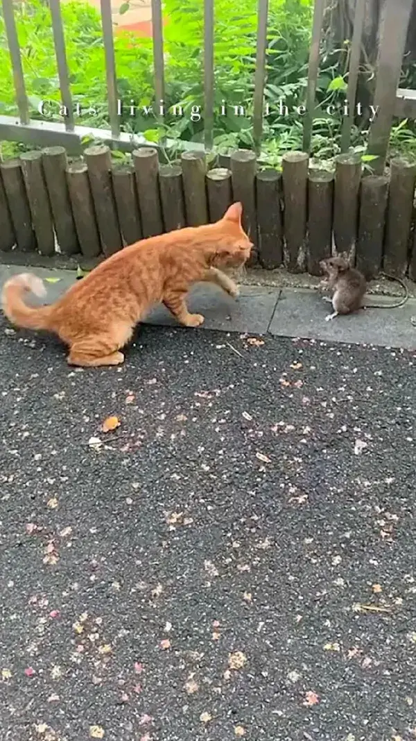 Funny Cat And Mouse🤣🤣