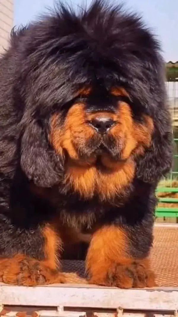 A Glimpse into the World of Tibetan Mastiffs: Explore More in Informative Video - dog tattoo animals