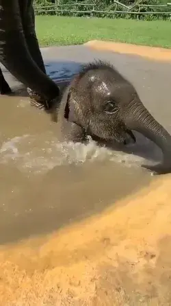Baby Elephant enjoys her first bath time