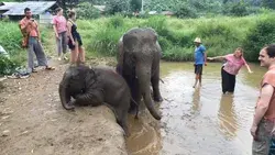 Baby elephant climbs out of mud bath