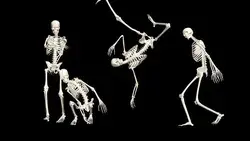 Dancing Skeletons 3D. 3D Skeletons Fanny Dance Animation. Skeleton 3D dance.