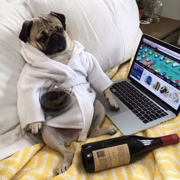 Pug with drinks .Pugs adore their relaxation ❤️😴 | pug heaven | Pug photos