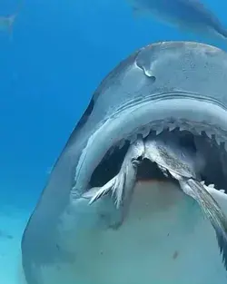 Look at the teeth on this tiger shark!😳🌎