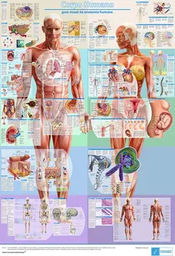 Mapa de fisiologia