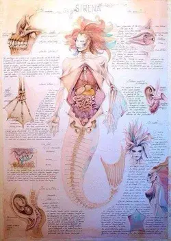 Mermaid’s anatomy